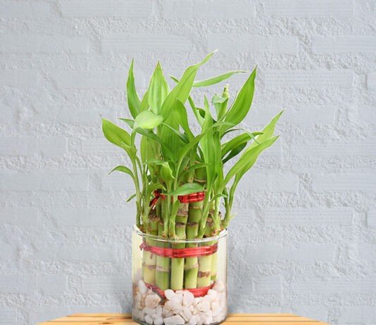 Bamboo Plants Indoor Benefits