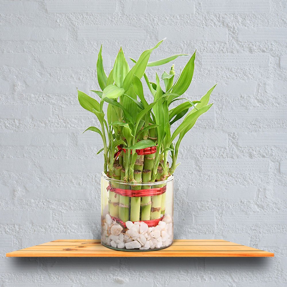 Bamboo Plants Indoor Benefits