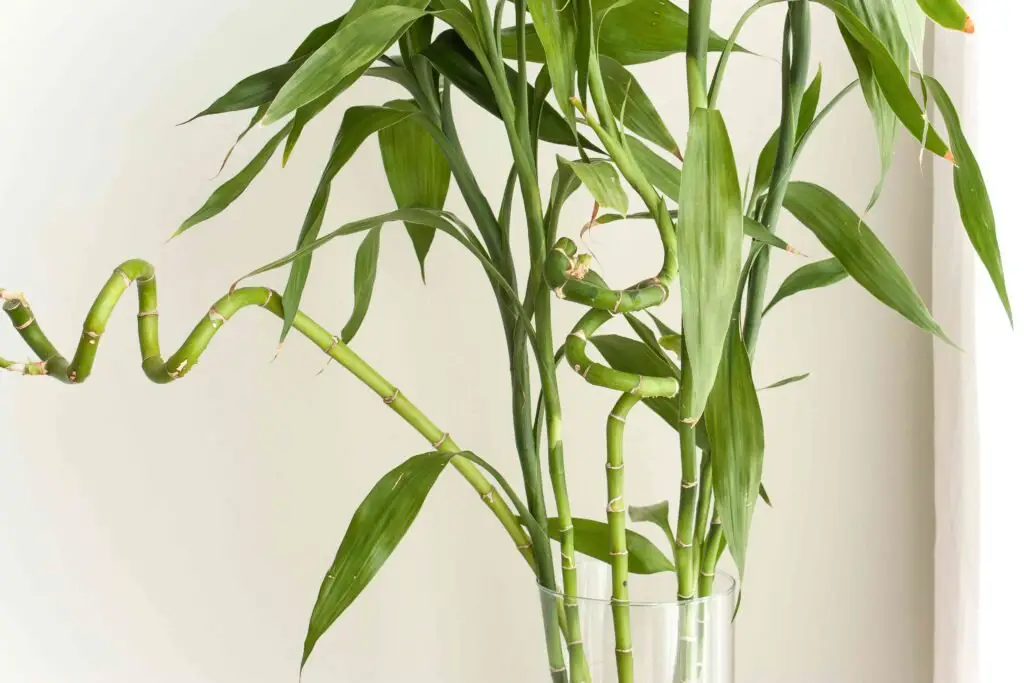 Bamboo Plants Indoor Benefits