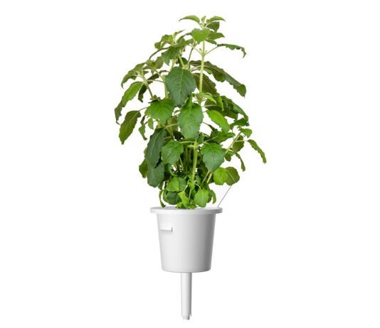 Which type of Tulsi plant is best for home